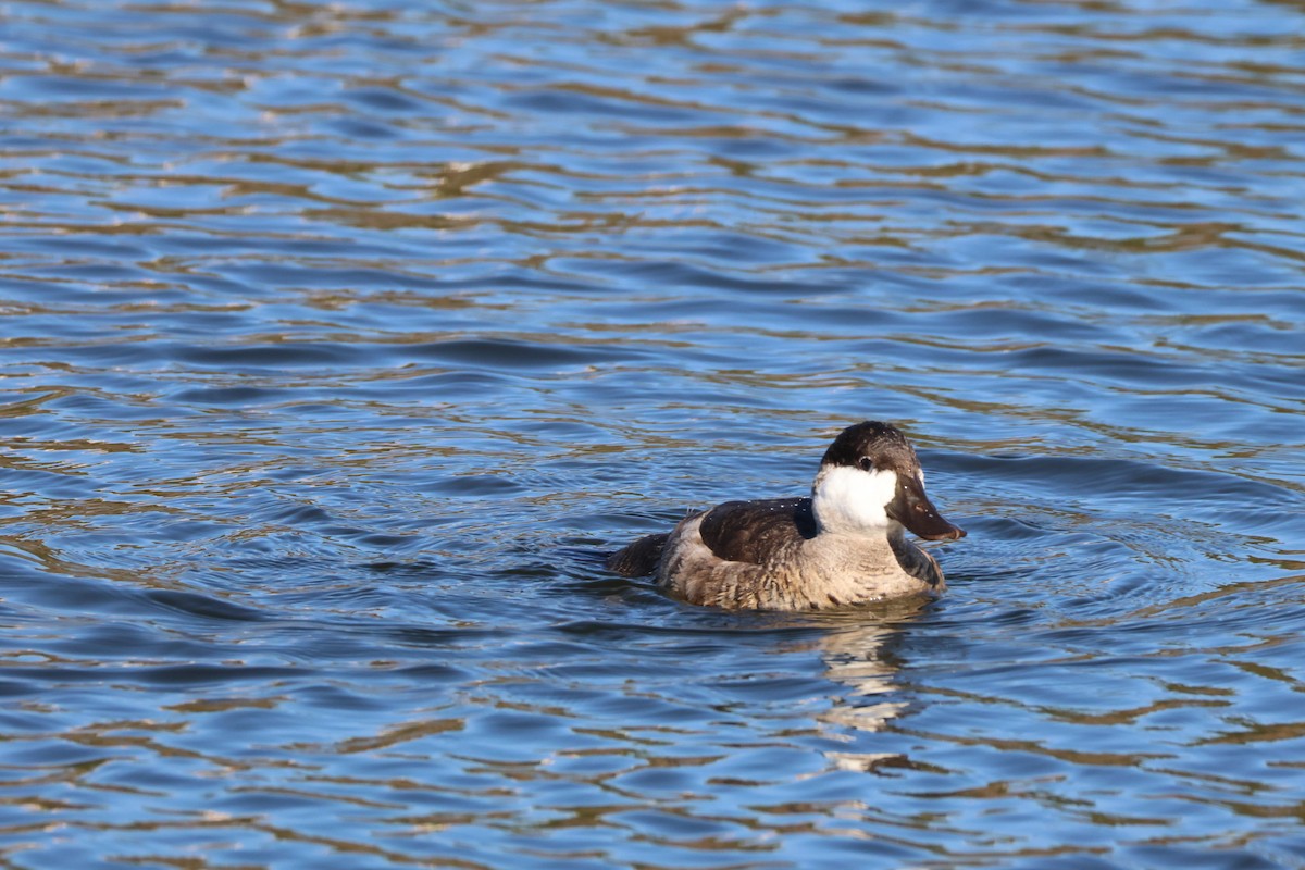Ruddy Duck - ML644787682