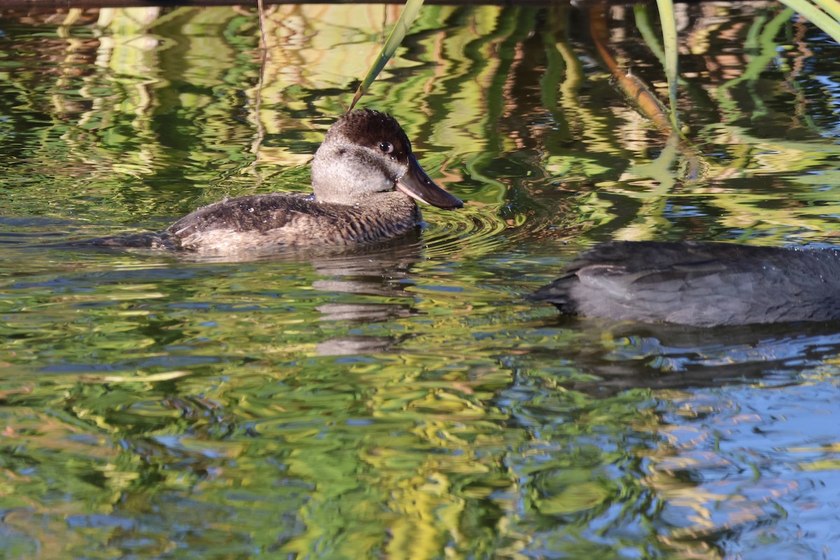 Ruddy Duck - ML644787683