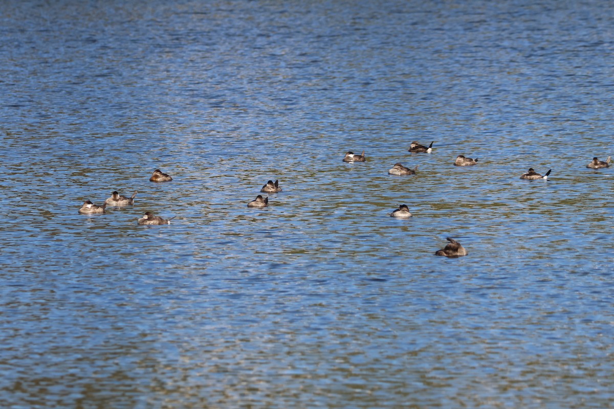 Ruddy Duck - ML644787684