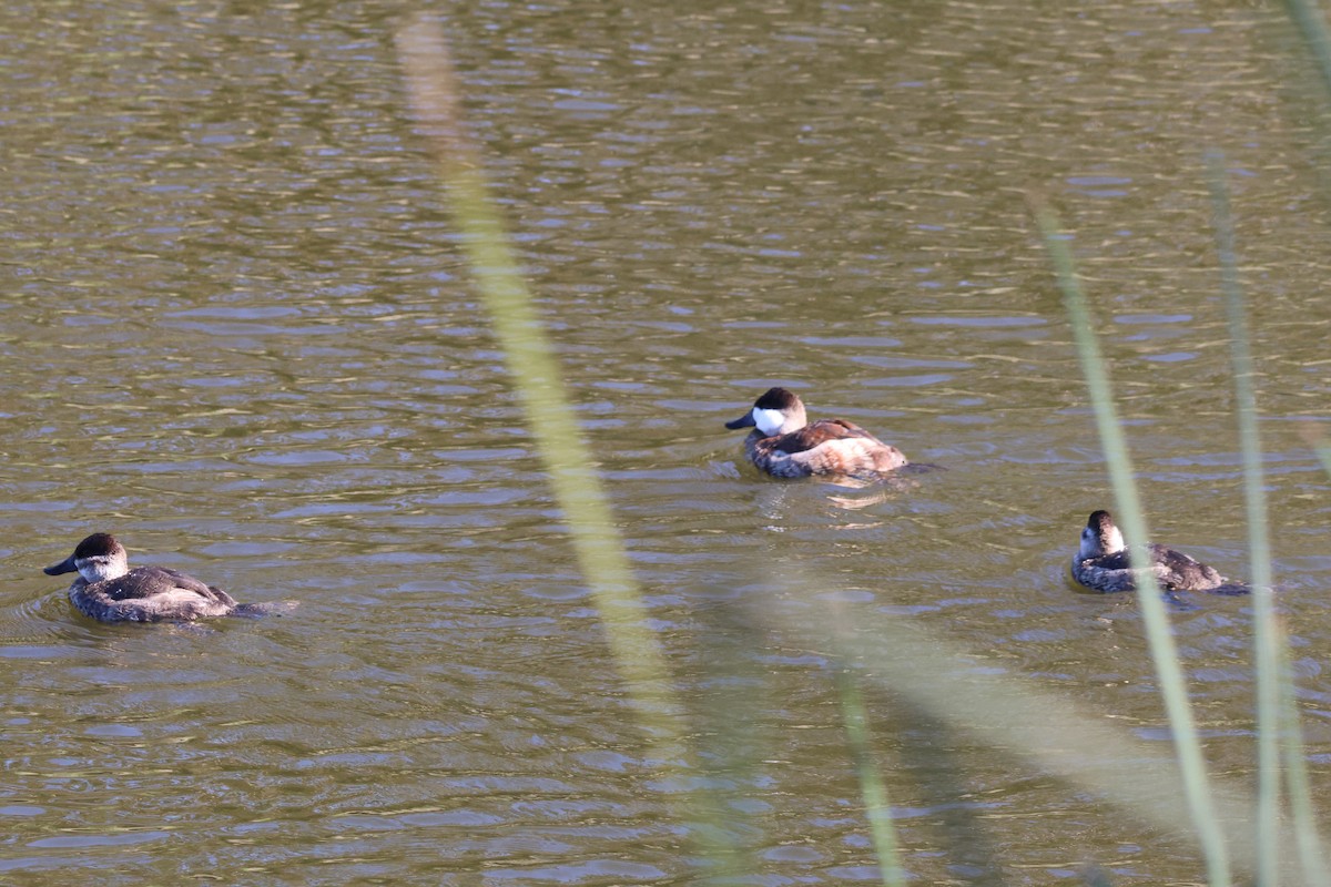 Ruddy Duck - ML644787685
