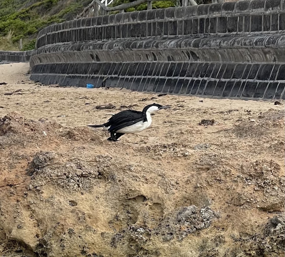 Black-faced Cormorant - ML644787686