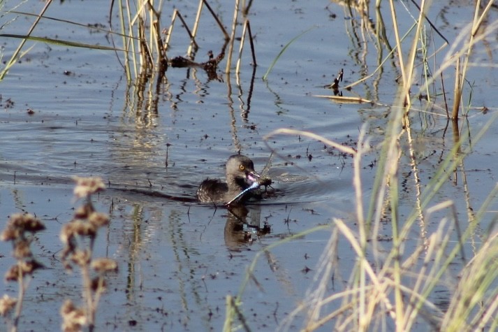 Least Grebe - ML644787687