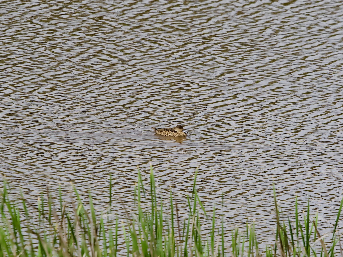 Gray Teal - ML644787689