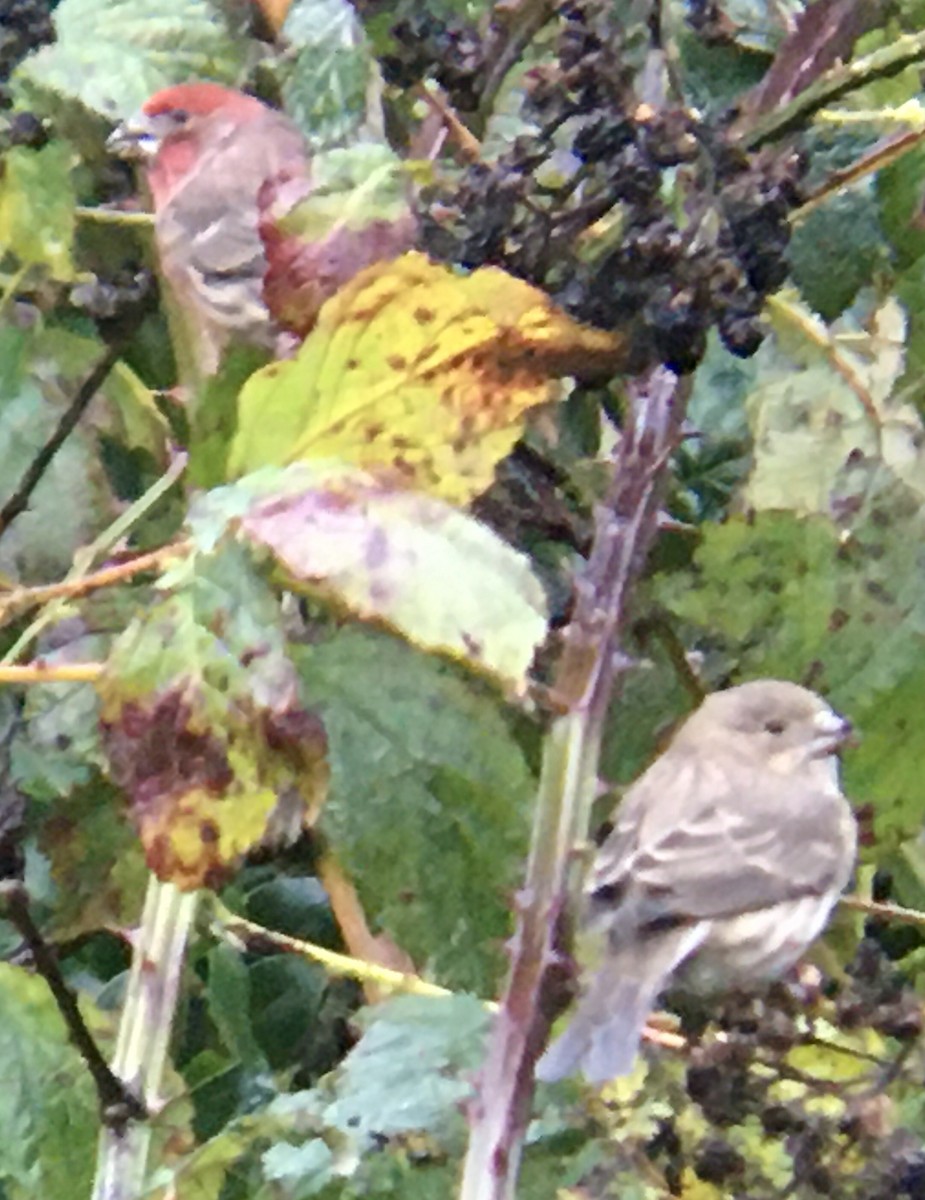 House Finch - ML644787691