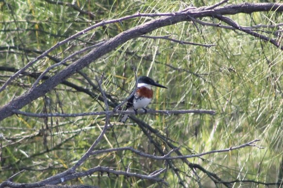 Green Heron - ML644787692