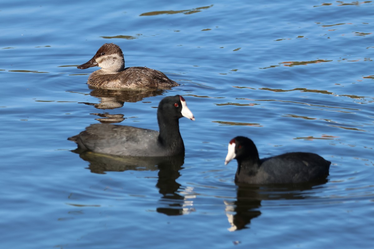 Ruddy Duck - ML644787695