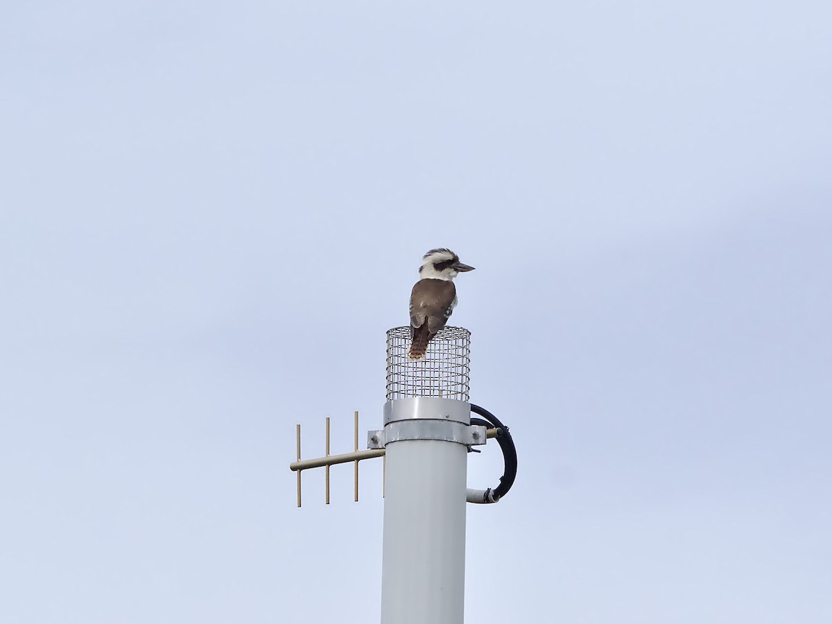 Laughing Kookaburra - ML644787696