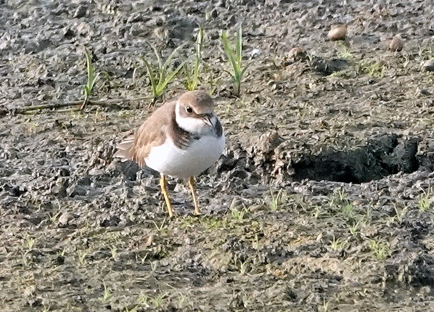 Little Ringed Plover - ML644787697
