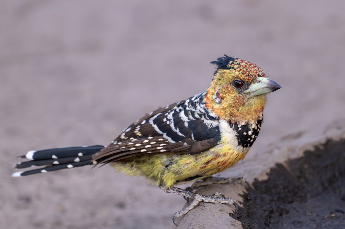 Crested Barbet - ML644787698