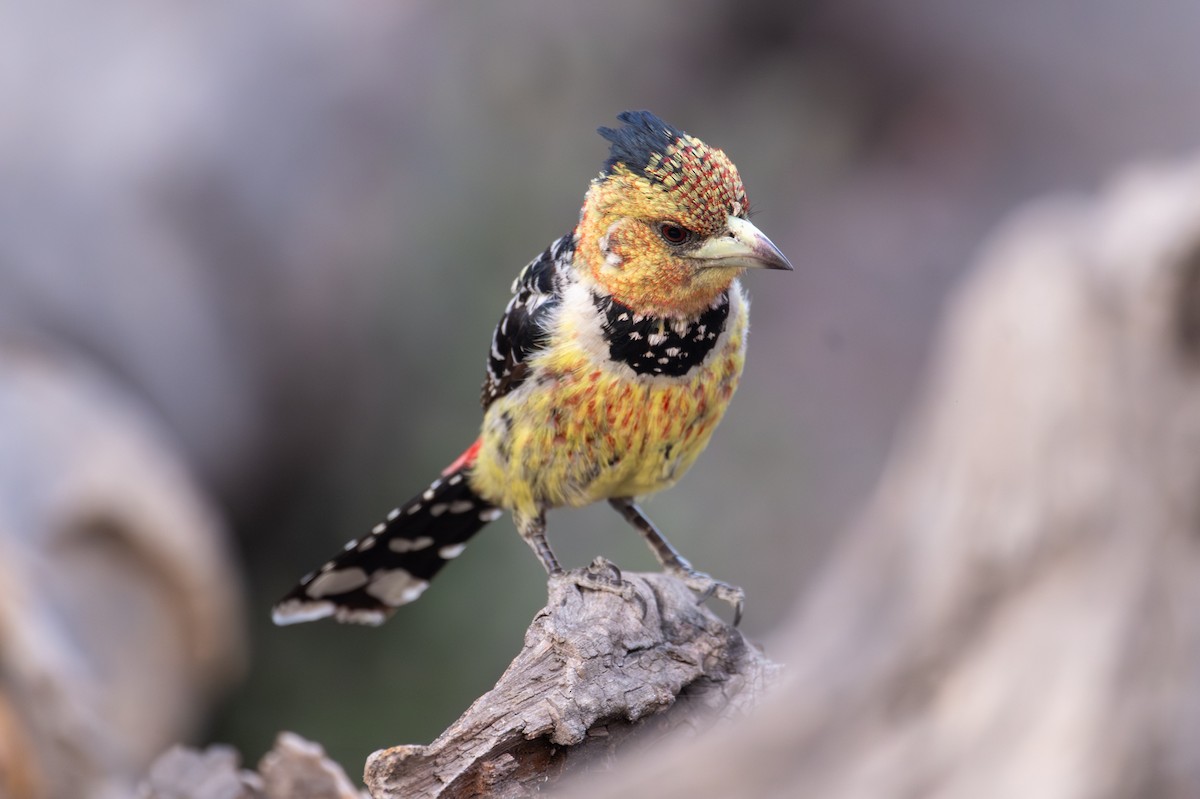 Crested Barbet - ML644787699