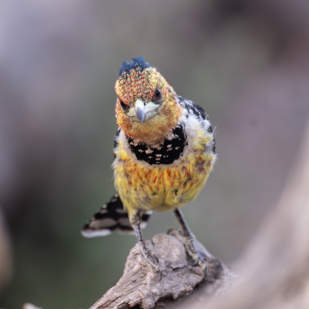 Crested Barbet - ML644787700