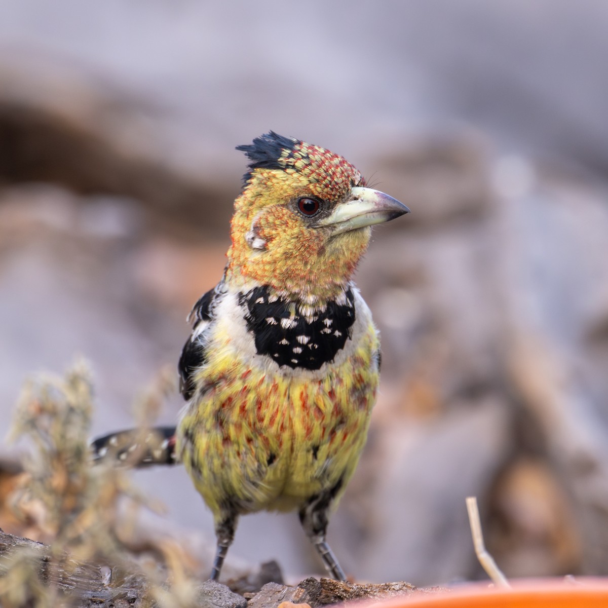 Crested Barbet - ML644787701
