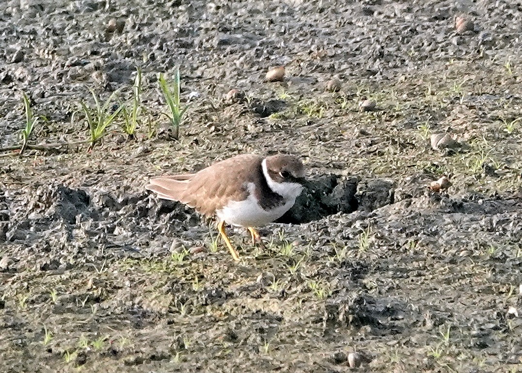 Little Ringed Plover - ML644787702