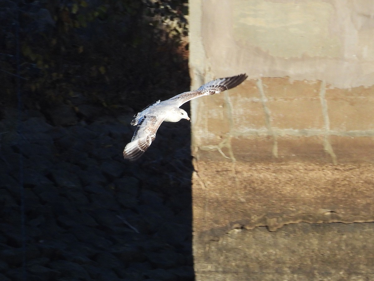 Ring-billed Gull - ML644787703