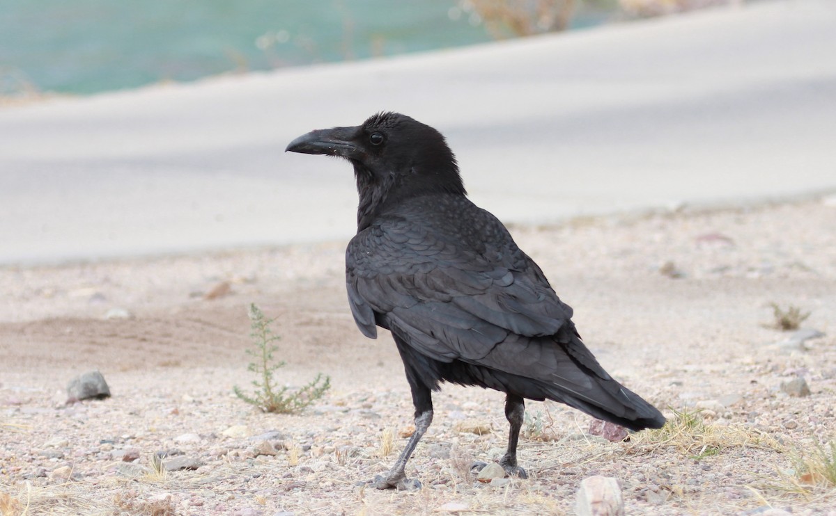 Common Raven - ML644787708