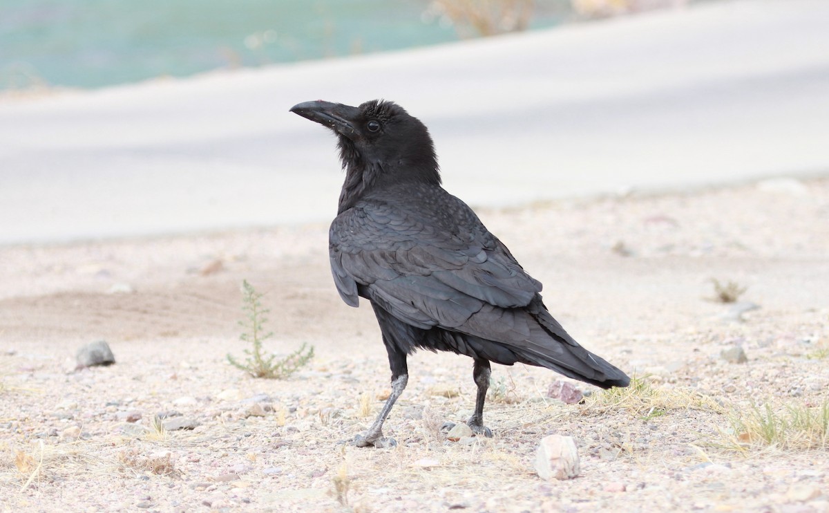 Common Raven - ML644787709