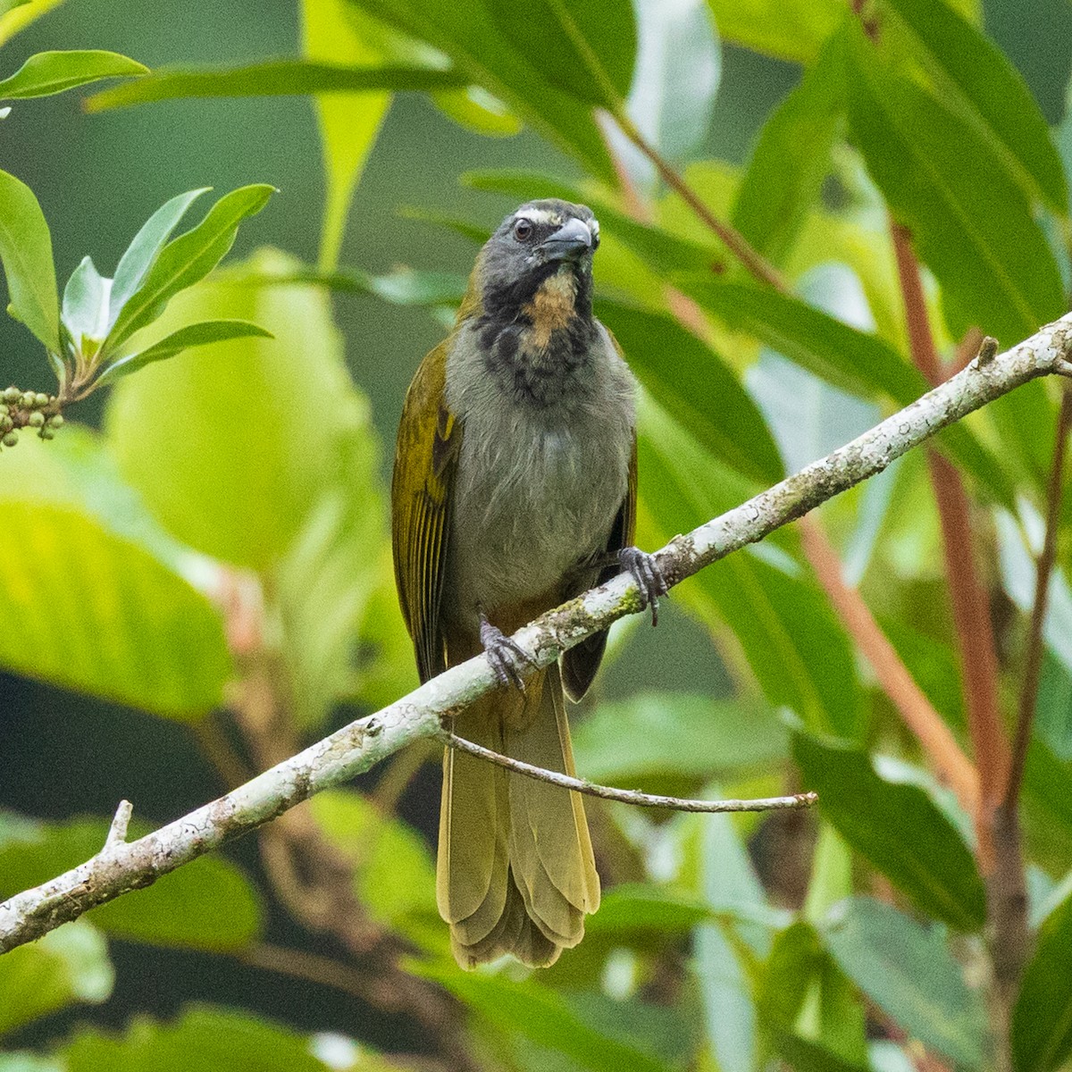 Buff-throated Saltator - ML644787711