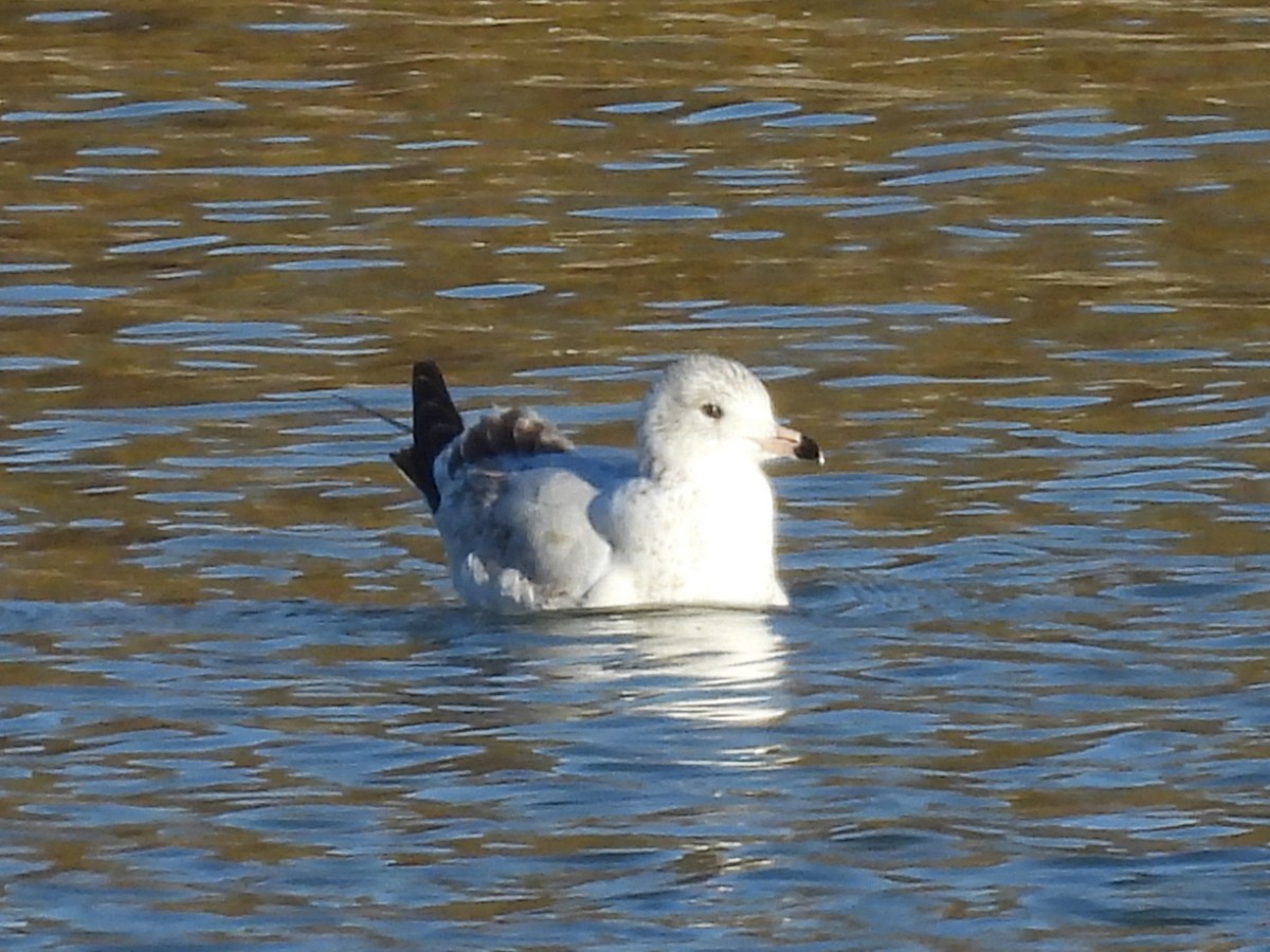 Мартин делаверський - ML644787715