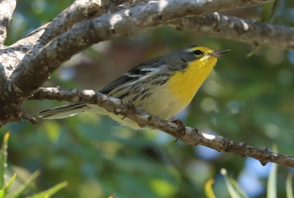 グレースアメリカムシクイ - ML644787720