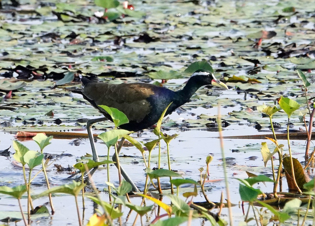 Bronze-winged Jacana - ML644787726