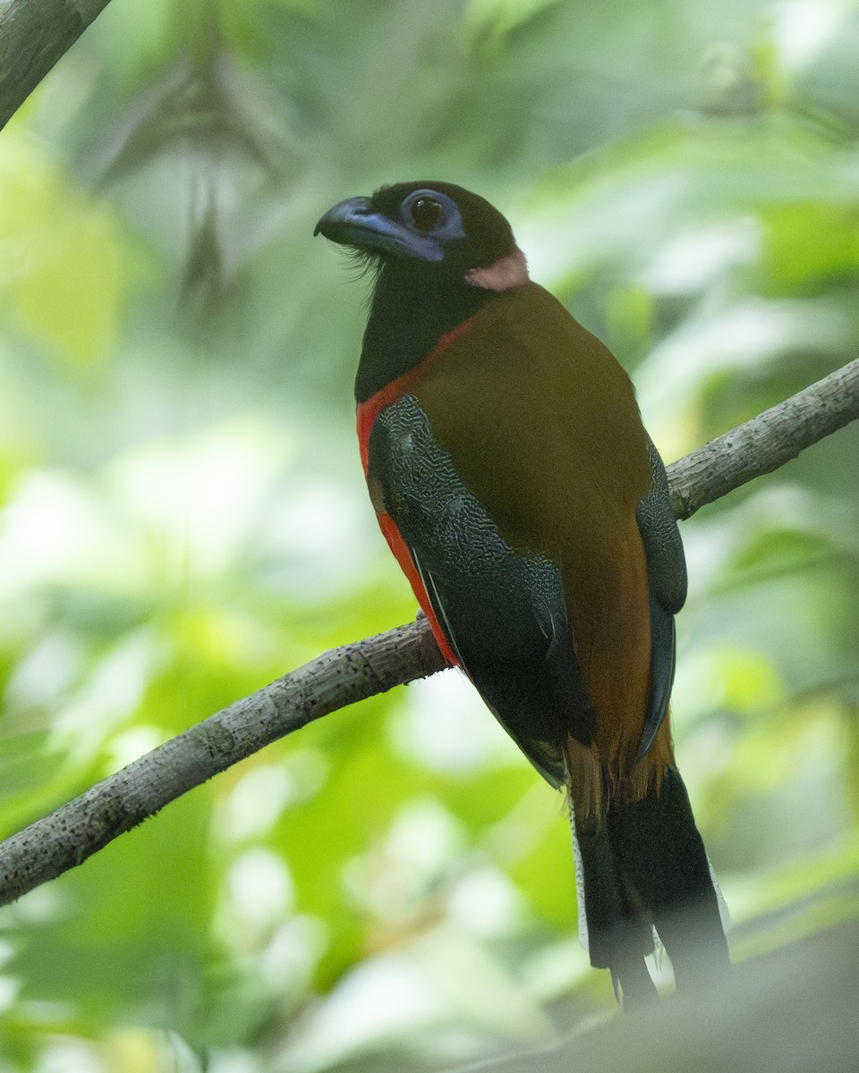Diard's Trogon - ML644787737