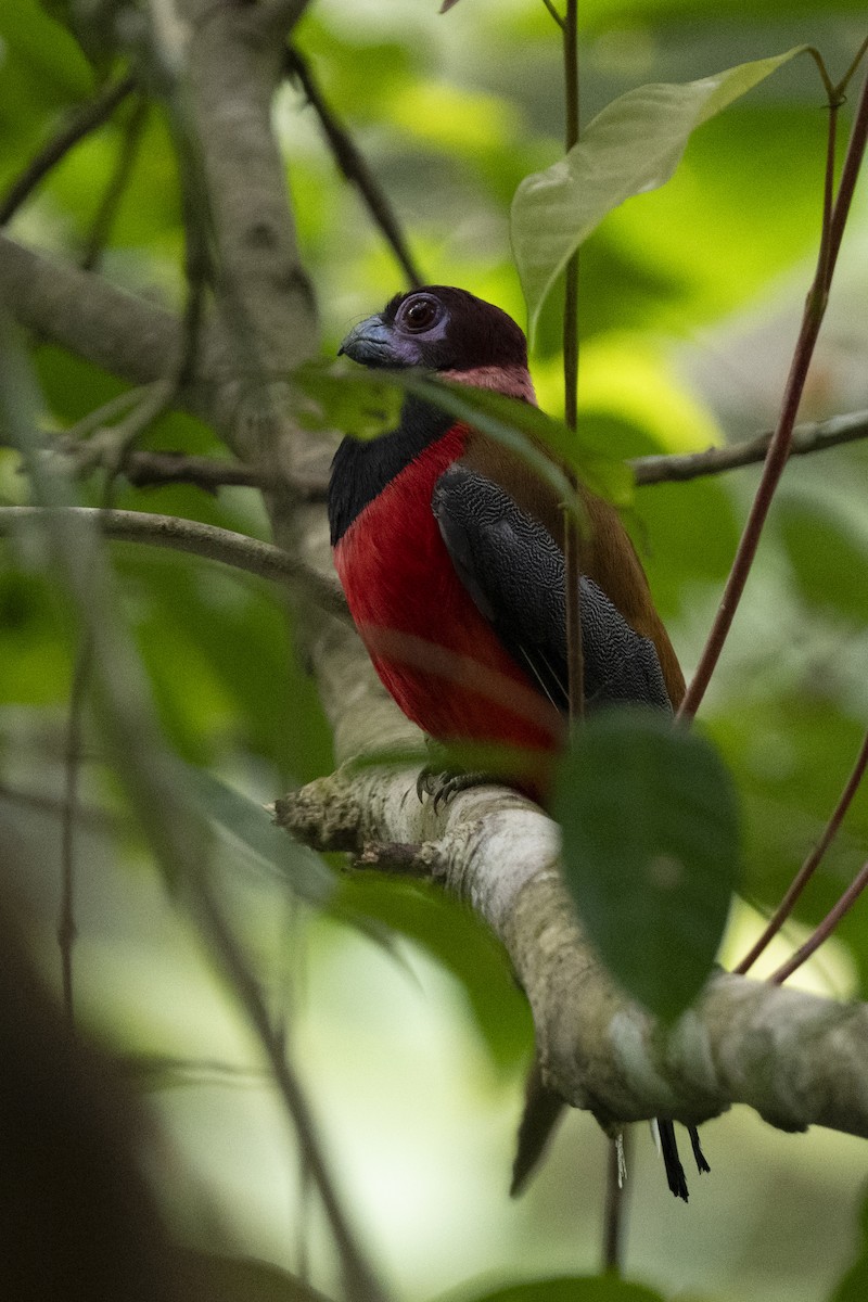 Diard's Trogon - ML644787738