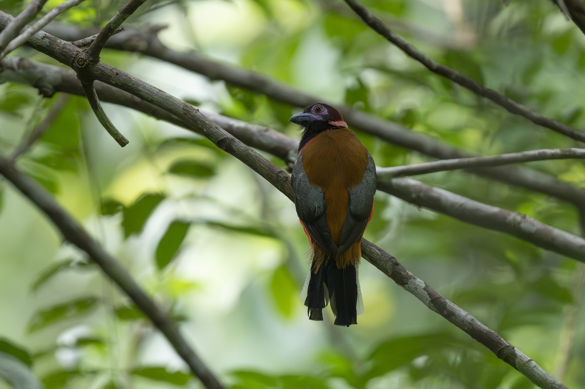 Diard's Trogon - ML644787739