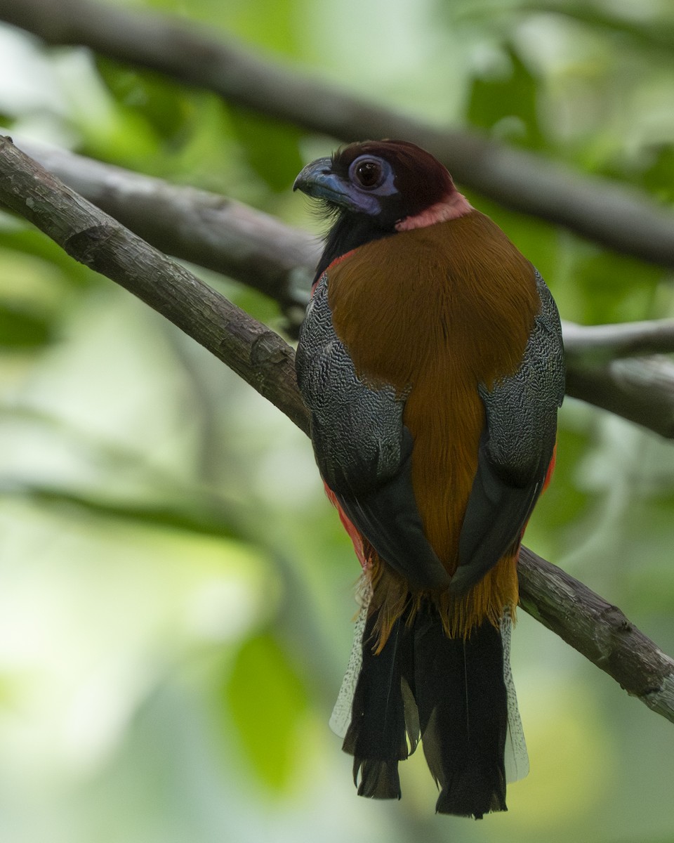 Diard's Trogon - ML644787740