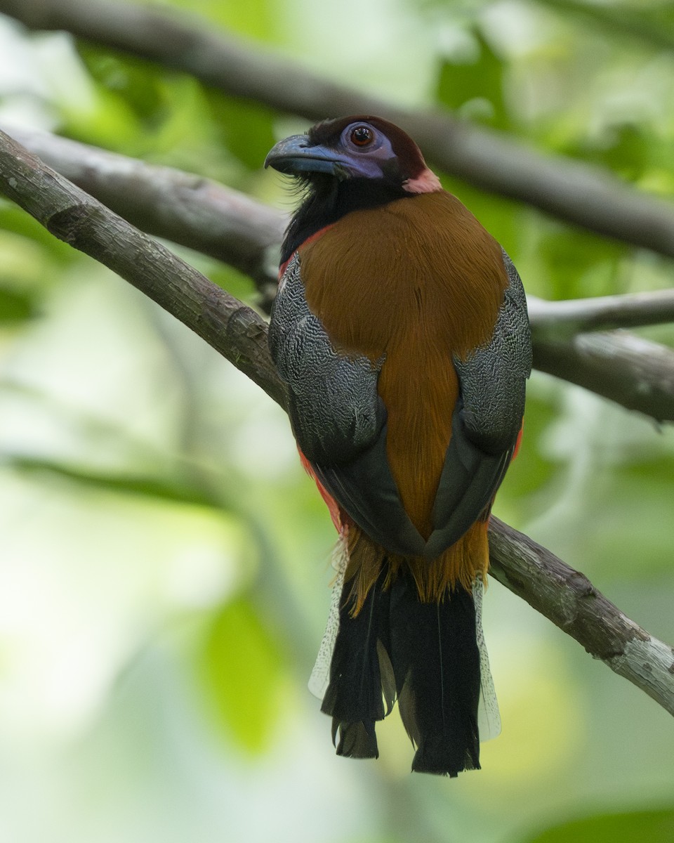 Diard's Trogon - ML644787741