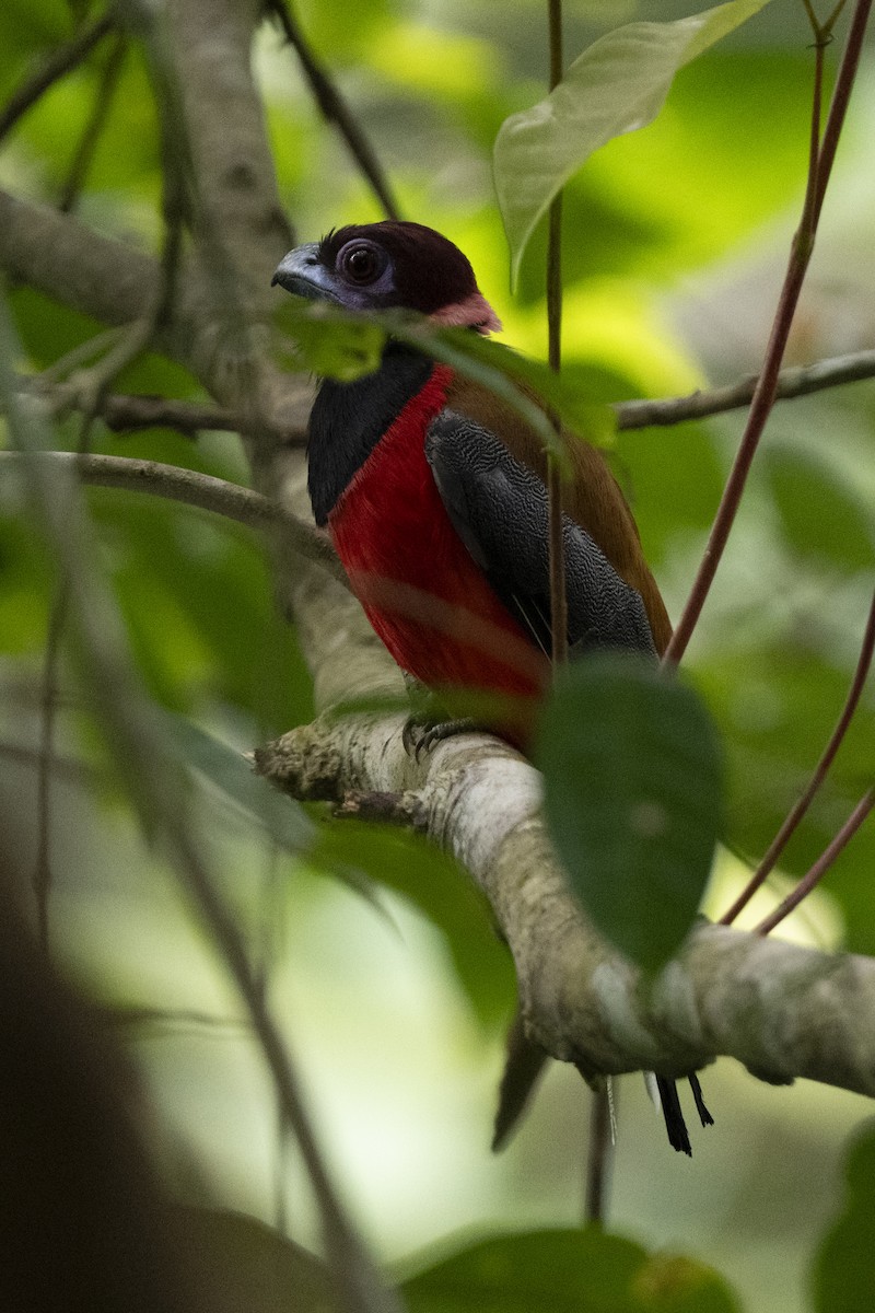 Diard's Trogon - ML644787742