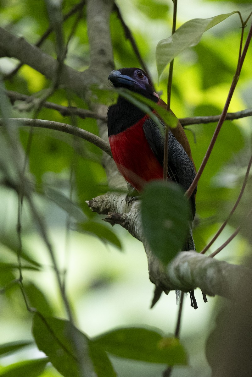 Diard's Trogon - ML644787743