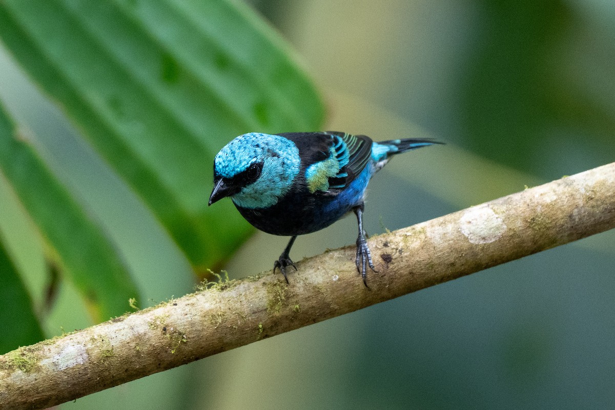 Blue-necked Tanager - ML644787751