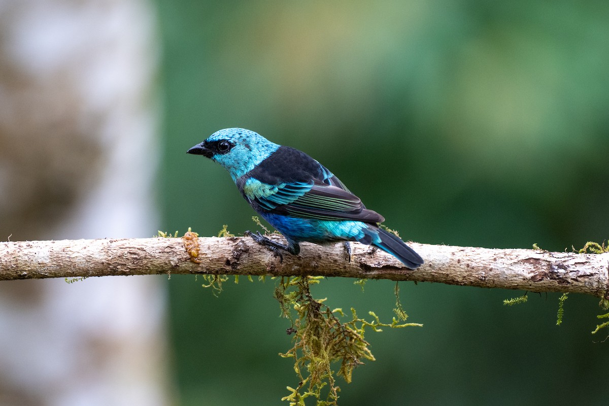 Blue-necked Tanager - ML644787752