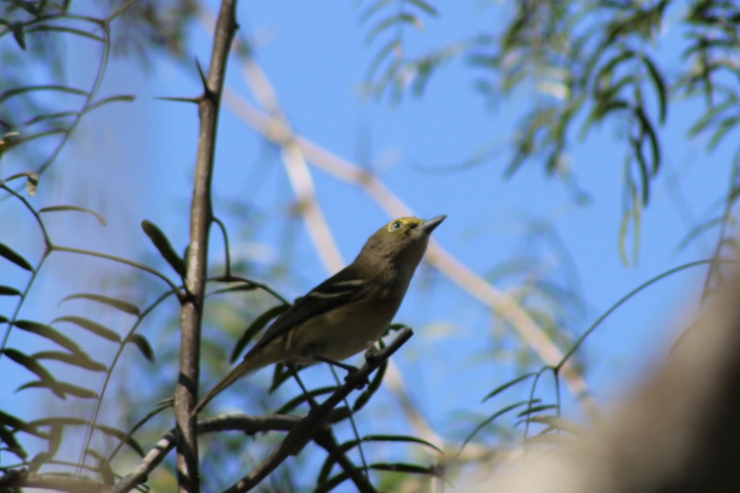 Weißaugenvireo - ML644787754