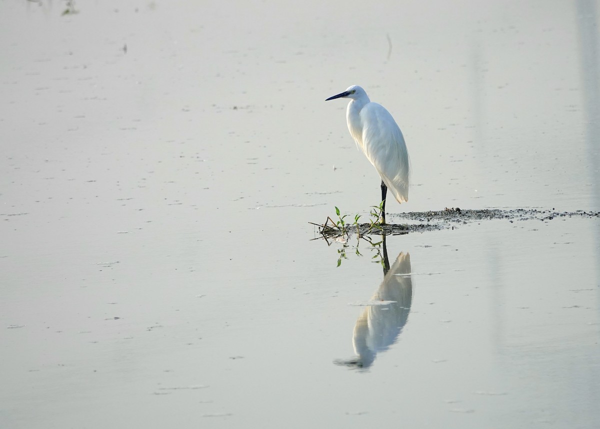 Чепура мала - ML644787755