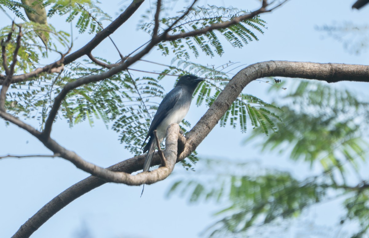 Дронго білочеревий - ML644787757