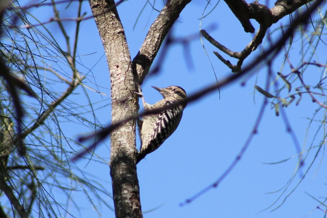 Дятел техаський - ML644787760