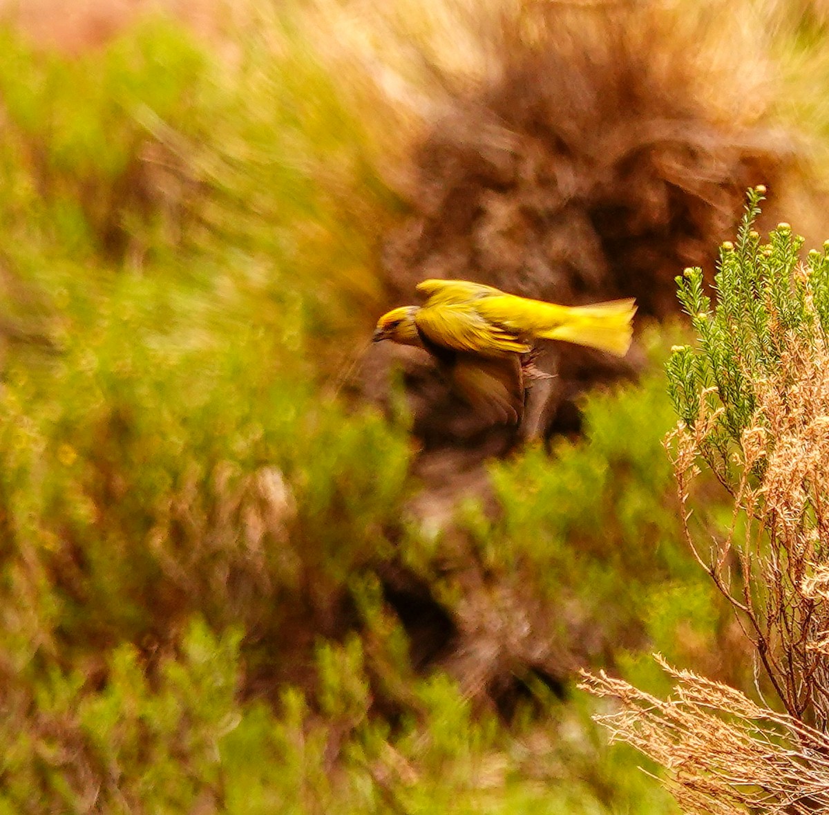 Щедрик сивошиїй - ML644787761