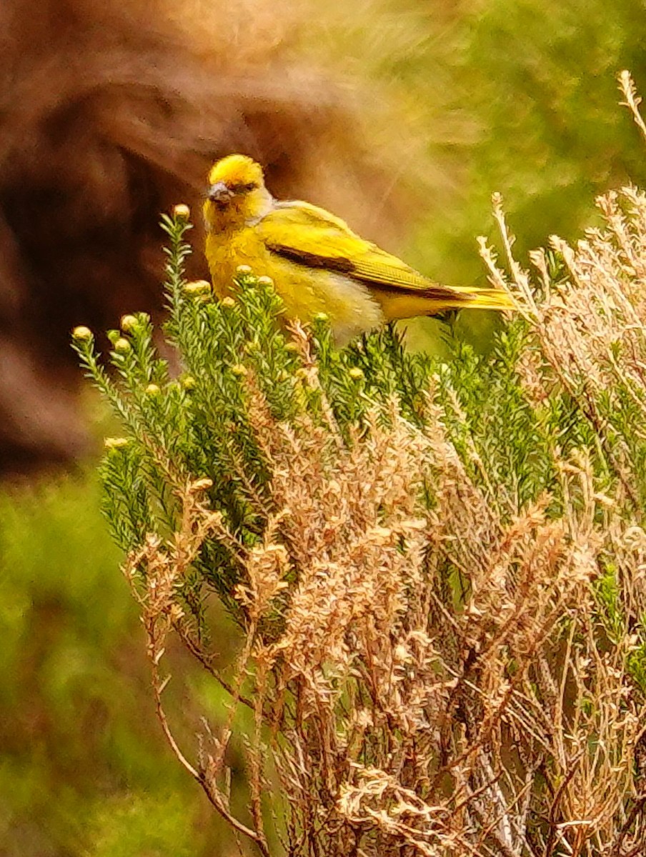 Щедрик сивошиїй - ML644787762