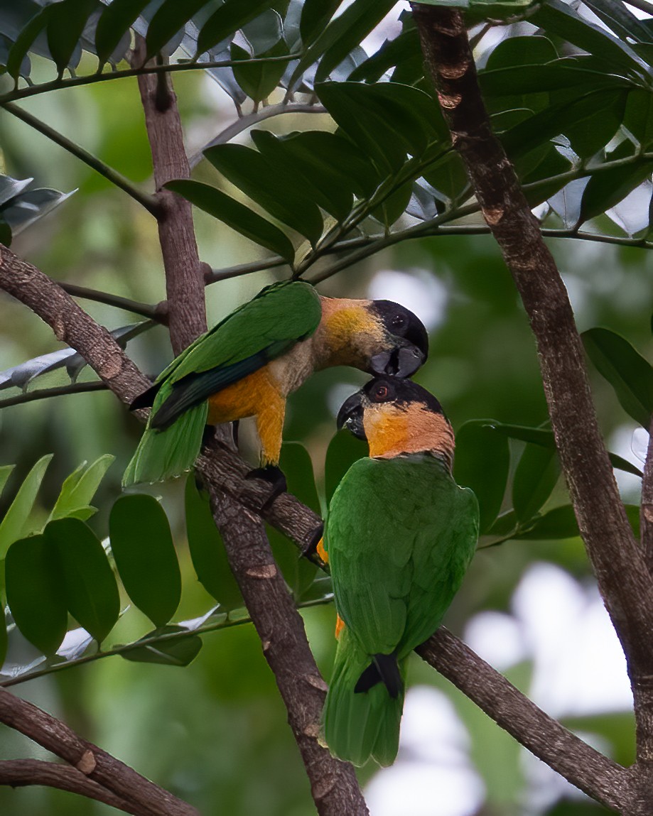 Папуга-білочеревець чорноголовий - ML644787763