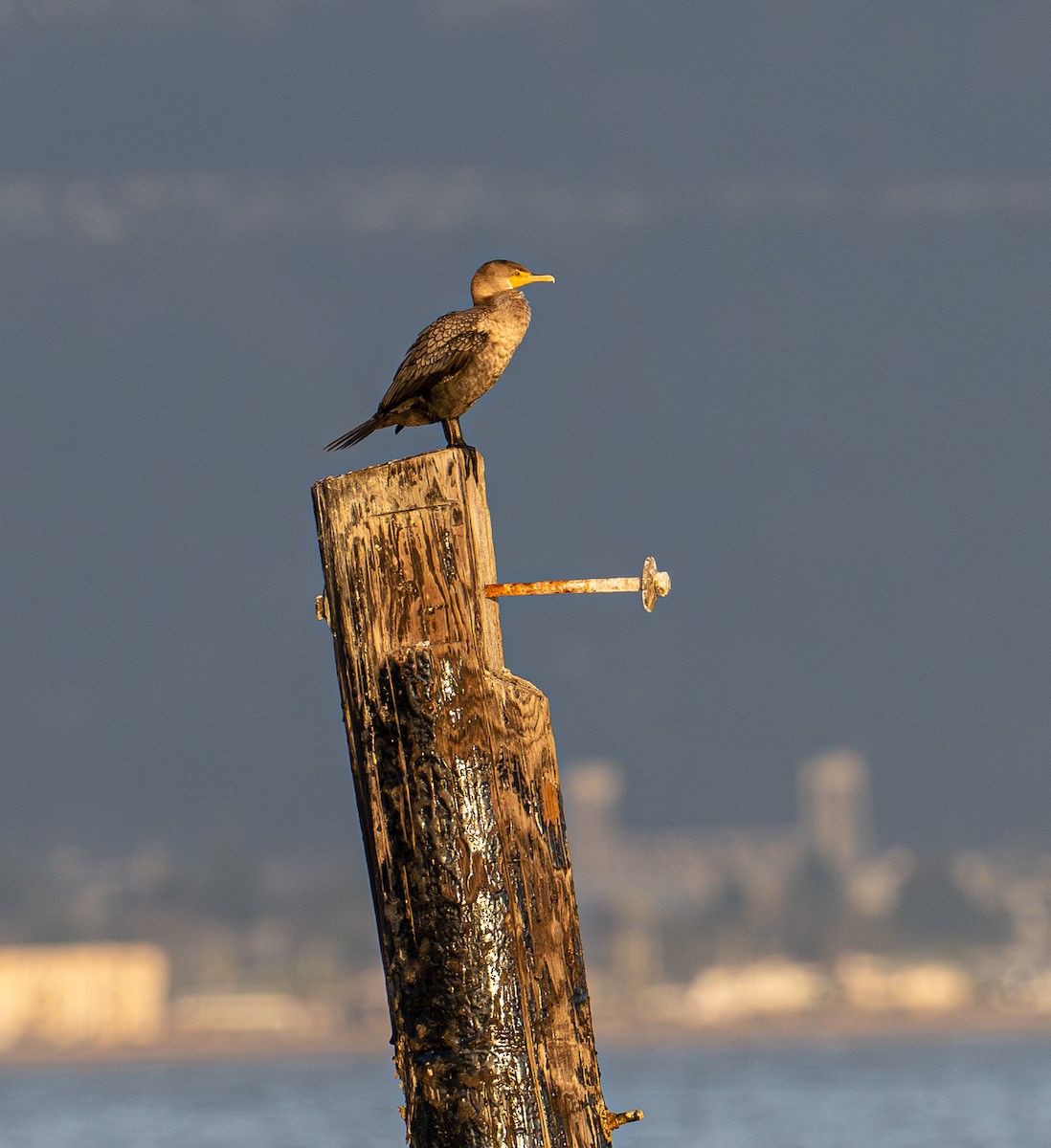 Баклан вухатий - ML644787766