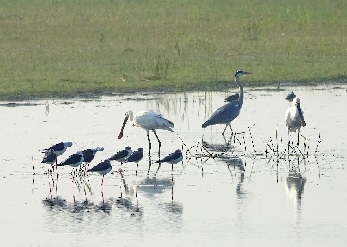 Чапля сіра - ML644787767