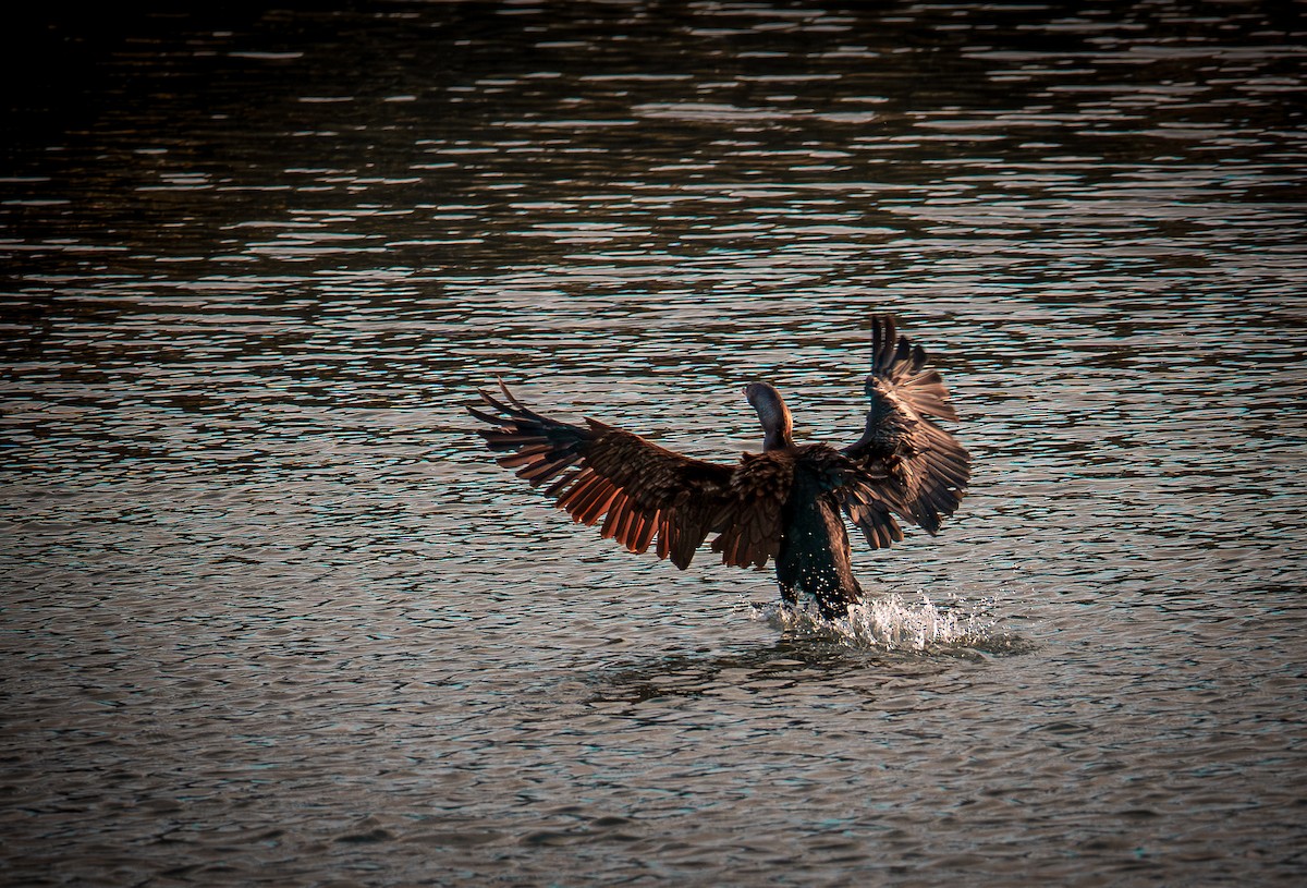 Баклан вухатий - ML644787768