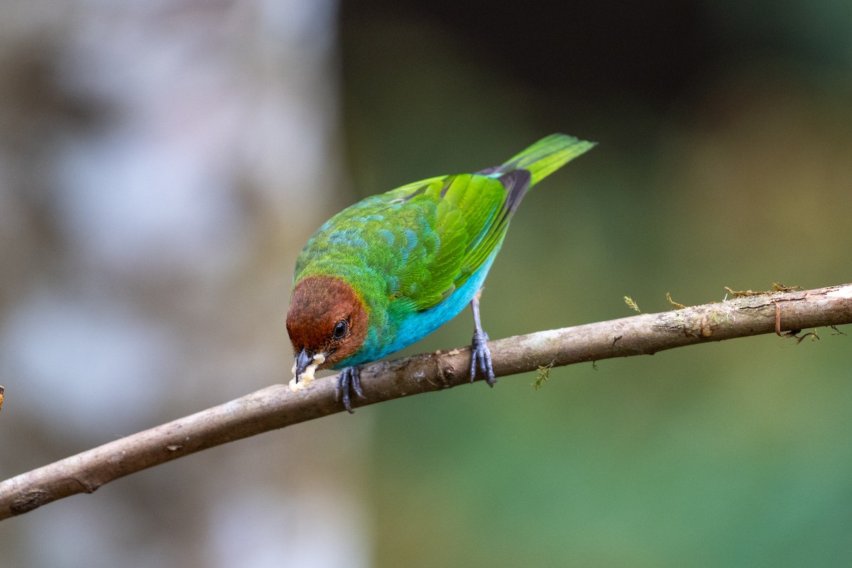 Гирола - ML644787769