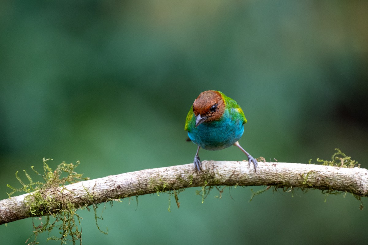 Гирола - ML644787770