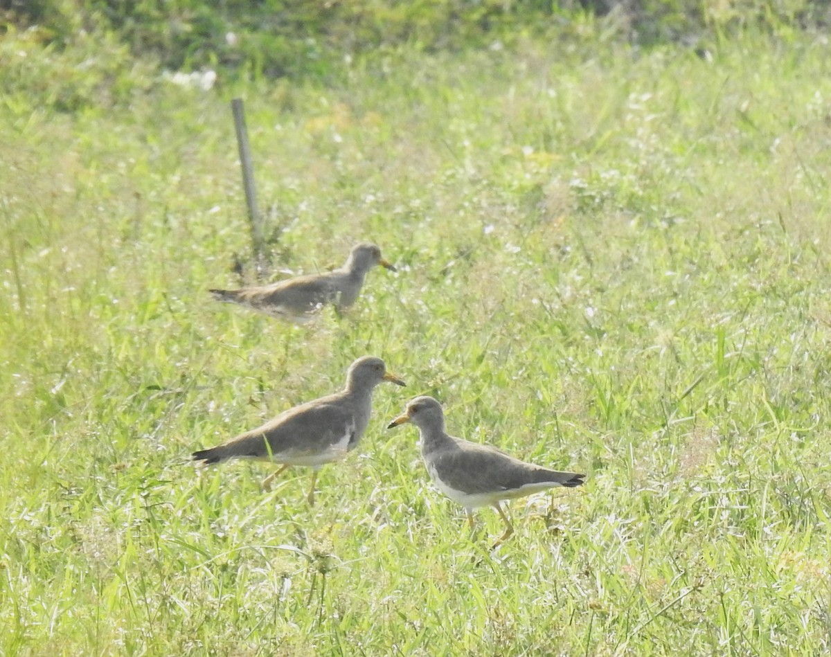 Чайка сіра - ML644787772