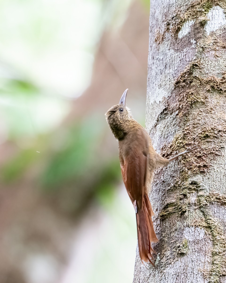 Дереволаз підкоришниковий - ML644787774
