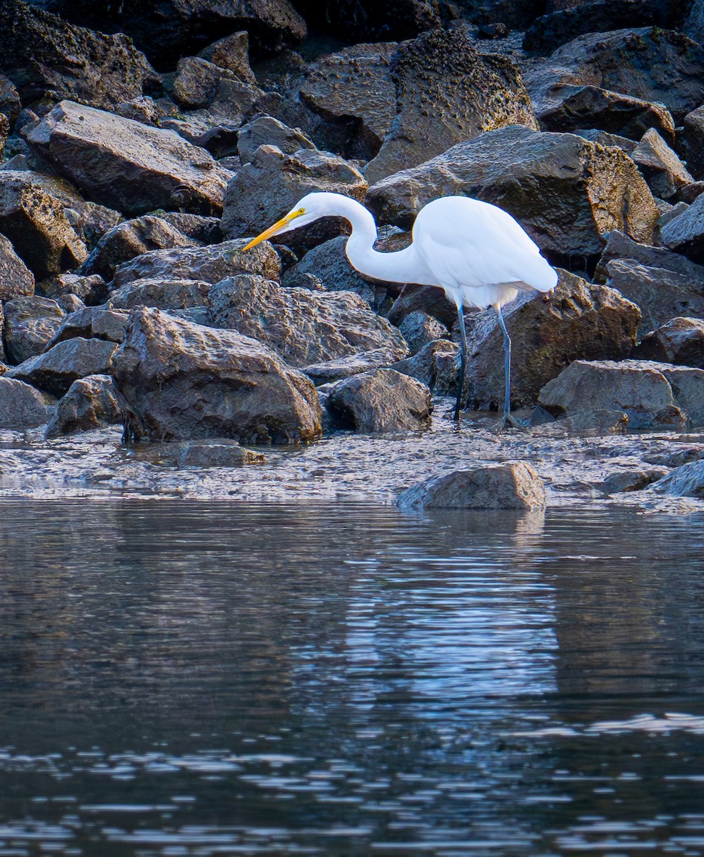 Чапля велика - ML644787775