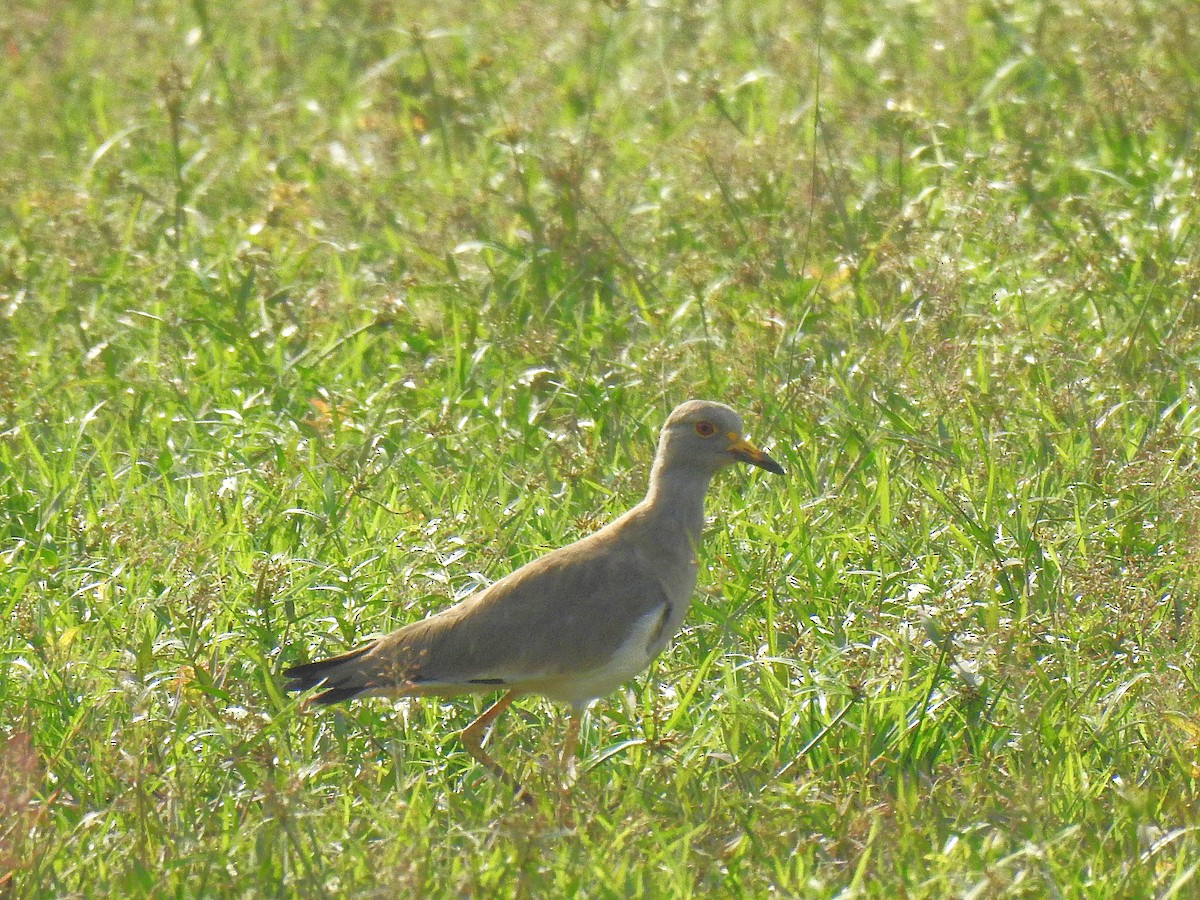 Чайка сіра - ML644787776