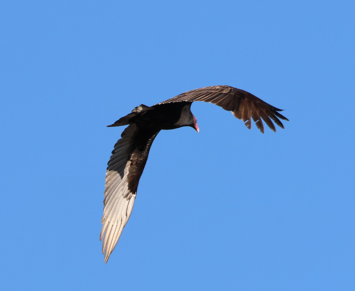 Катарта червоноголова - ML644787777